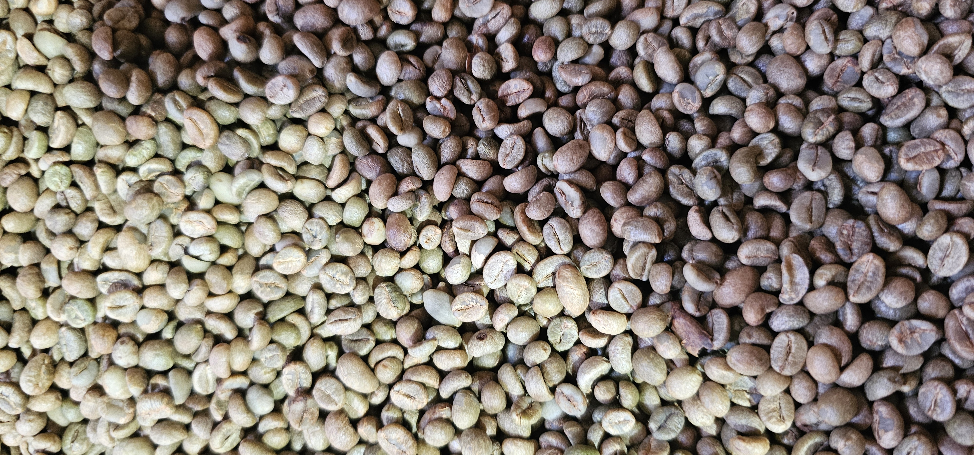 선별된 볼케이노 루비 생두