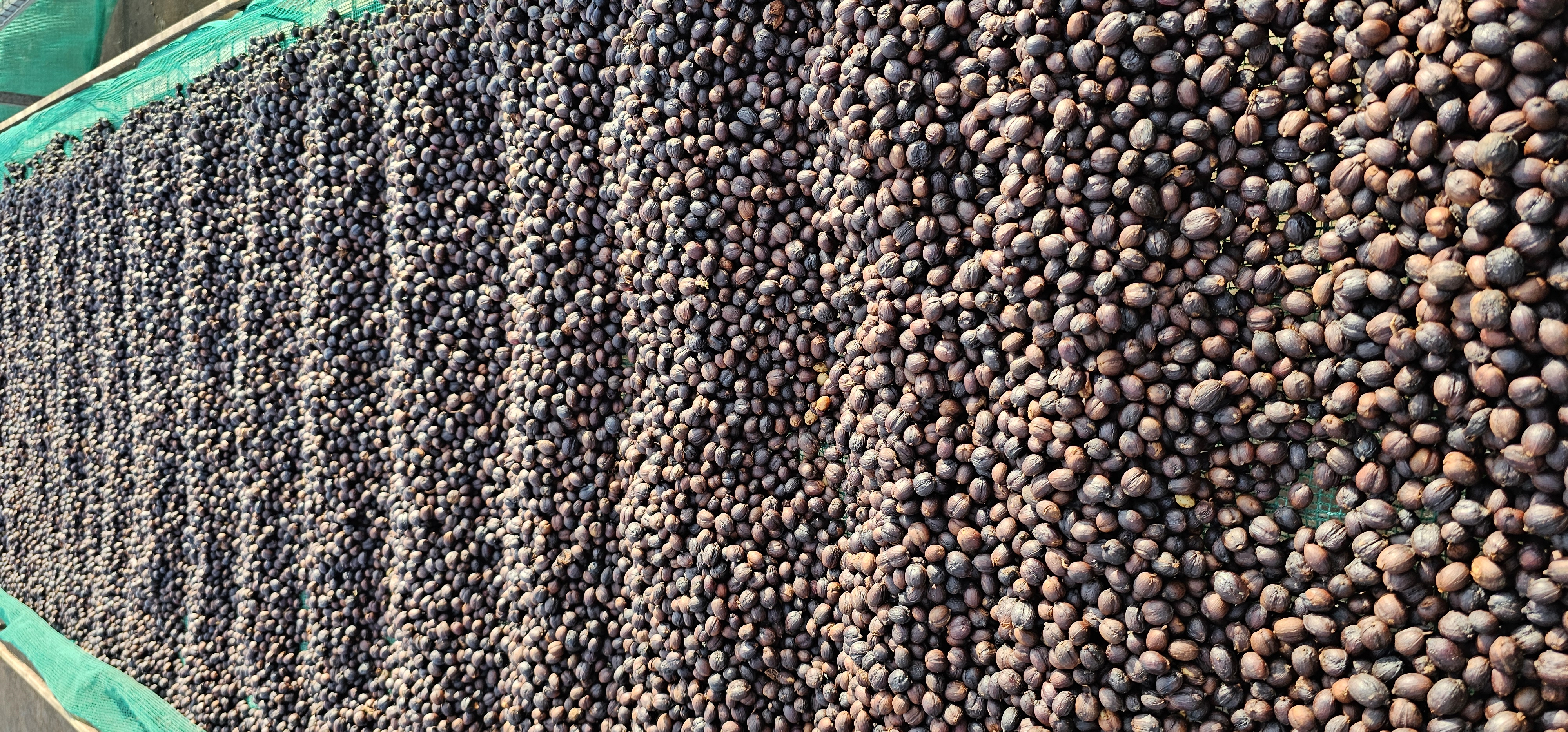 내추럴 공정으로 건조 중인 체리