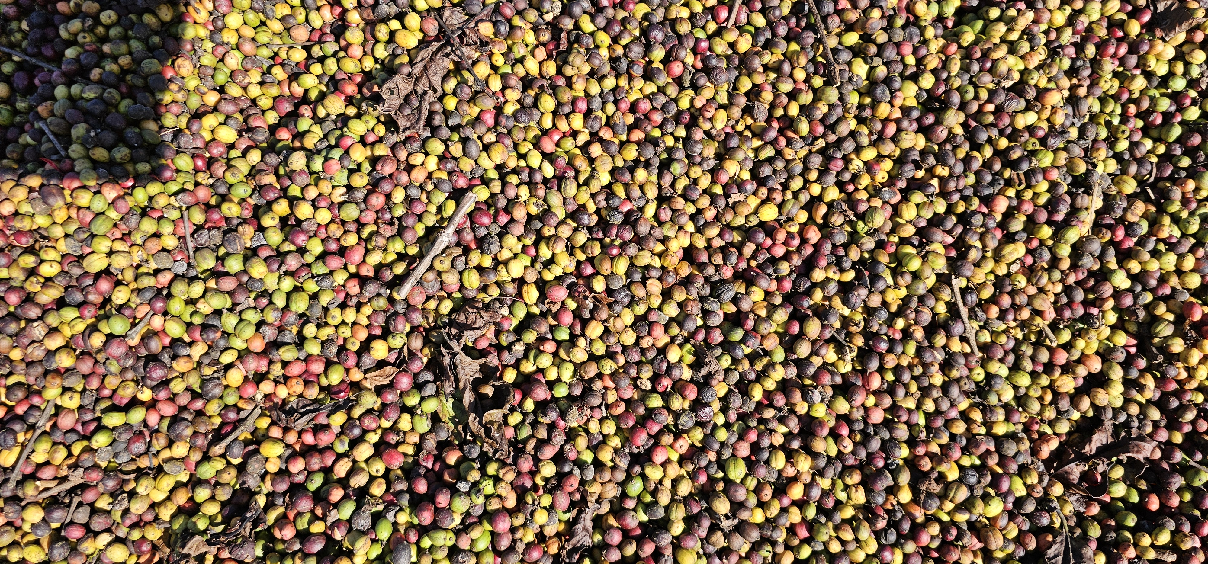 수확된 완숙 체리