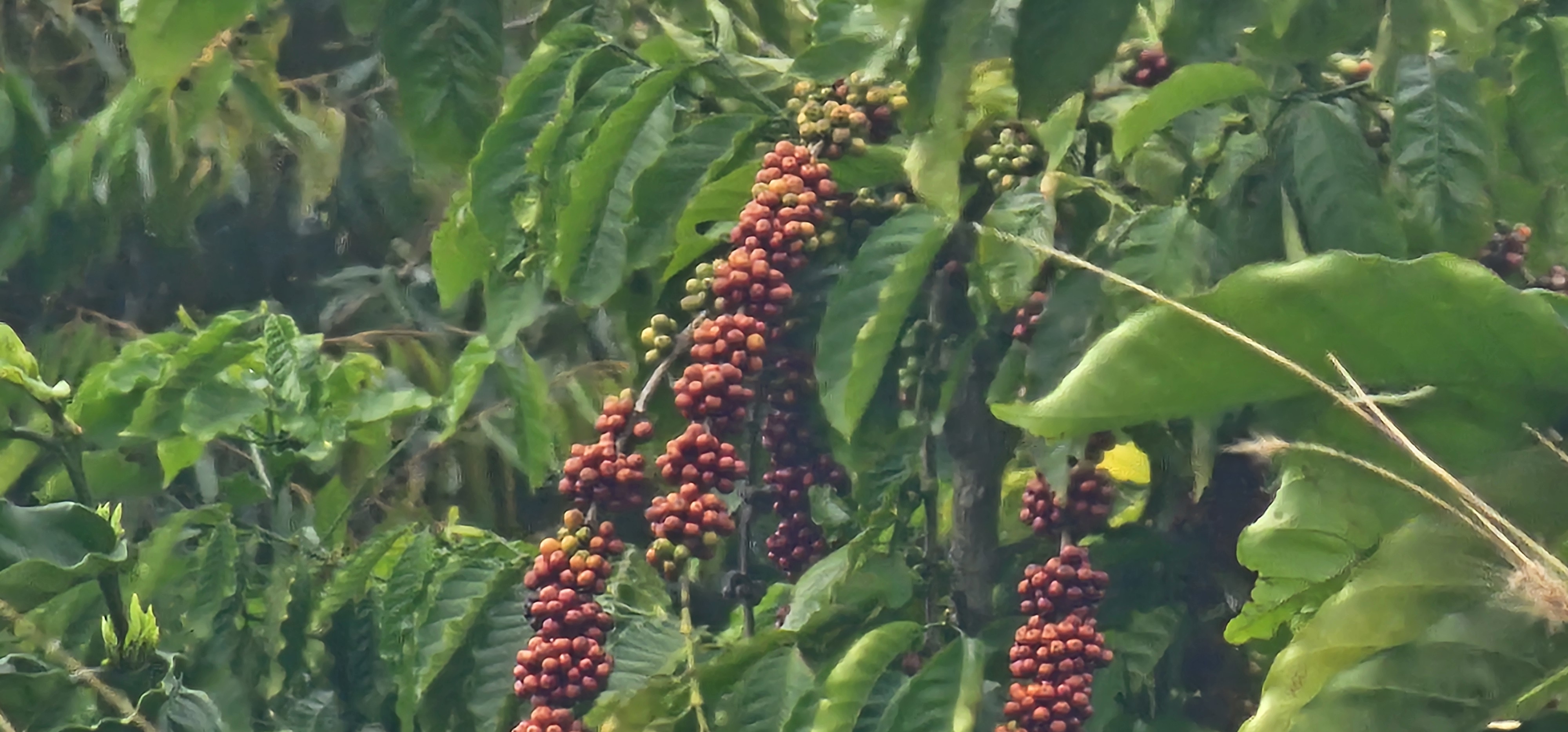 화산 고산지대에서 자라는 체리