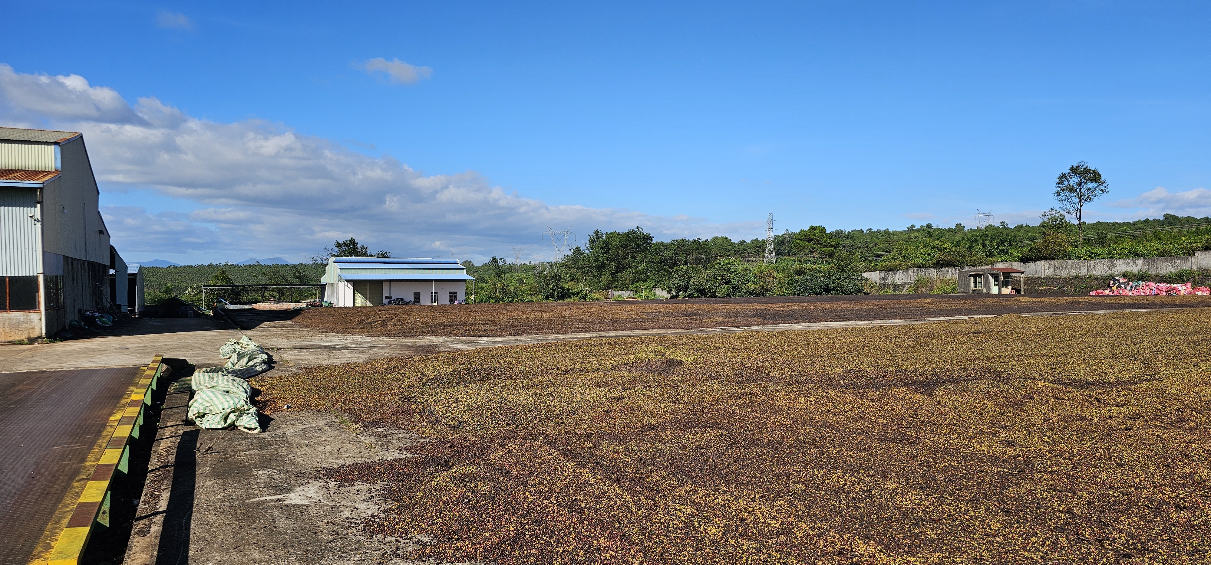 내추럴 프로세스를 위해 펼쳐진 체리 건조장